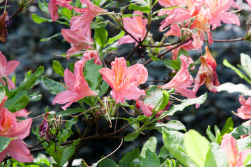 Pink flowers. Beautiful pink Rhododendron flowers in the park. Delicate peach pink color of the...