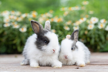 Bunny easter fluffy rabbit eating food, vegetables, carrots, baby corn on green garden nature...