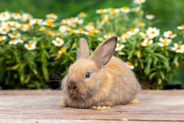 Bunny easter fluffy rabbit eating food, vegetables, carrots, baby corn on green garden nature flowers background on sunny day, Lovely mammal with bright eyes in nature life. Symbol of easter day.
