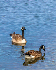 Canada Goose flying, swimming, landing, black and white close-up