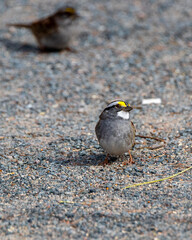 White-throated sparrow on the sand, eating, close-up grey sand, yellow feathers