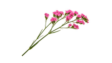 Fototapeta premium Twig of coral limonium flowers isolated on white or transparent background