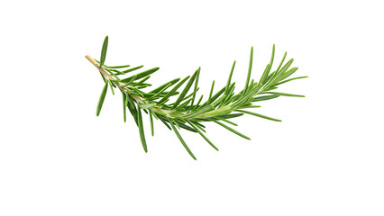 Fototapeta premium Rosemary leaf herbal is spices isolated on alpha background