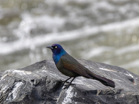 Common grackle on a rock located in a river, water behind the bird, blue feathers