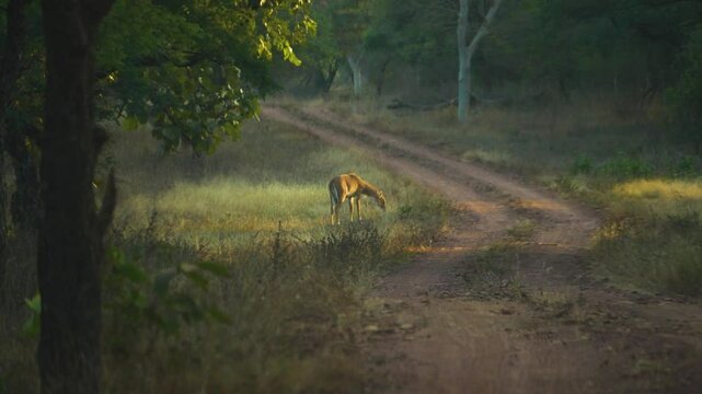 A female nilgai antelope fawn grazing alone in the grasslands of Kuno national park of Sheopur in Madhya pradesh india