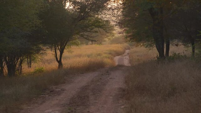 Pan shot of grasslands of kuno national park during sunset time in madhya pradesh india