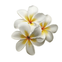 Three white flowers with yellow centers isolated on black background beautiful tropical blossoms delicate petals nature beauty