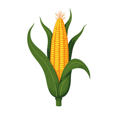 Corn cob illustration with green husk on white background, agricultural icon
