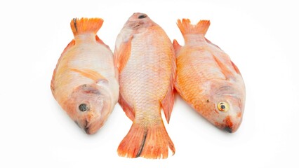 Raw red tilapia fish is a kind of freshwater fish consumption, isolated on white background