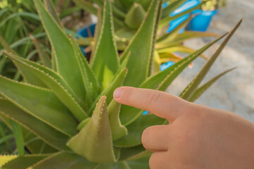A child tiny finger slowly and carefully approaches the spikes of green aloe. Concept of tactile...