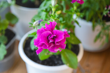 A purple petunia flower in a pot against a wooden table background and green leaves, growing houseplants, house flowers in the home.