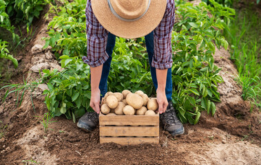 Harvesting Fresh Potatoes from Organic Farm Soil
