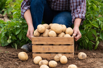 Harvesting Fresh Potatoes from Organic Farm Soil
