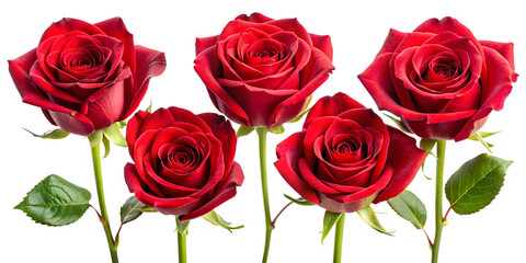 Fototapeta premium a collection of valentines red roses isolated on white background PNG , AI GENERATED