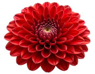 Red chrysanthemum flower with curled petals, isolated on transparent background PNG
