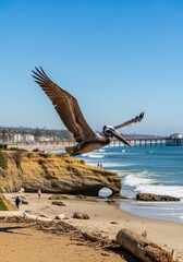 Pelican in flight over scenic beach san diego wildlife photography coastal environment aerial view nature conservation