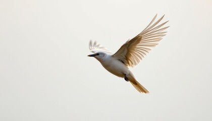 Obraz premium refined bird in flight d style on a white background soft gradients minimal highlights serene ambiance lighting high resolution