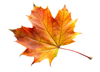 Fototapeta premium autumn leaf isolated on white background PNG , AI GENERATED