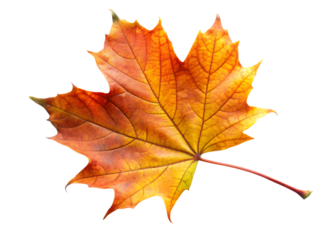  autumn leaf  isolated on white background PNG , AI GENERATED