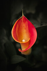  Portrait of a vibrant orange calla lily flower in sharp focus, highlighting its graceful curve and stamen against a moody, dark backdrop