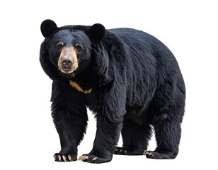 Fototapeta premium A majestic Asiatic black bear with its distinctive chest mark stands alertly, gazing directly at the viewer.