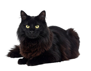 A majestic long-haired black cat with captivating green eyes gazes calmly forward while resting.