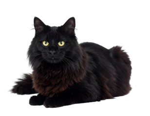 A majestic long-haired black cat with captivating green eyes gazes calmly forward while resting.