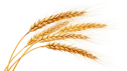 Several golden wheat stalks isolated on transparent background, representing a bountiful harvest and natural grain source