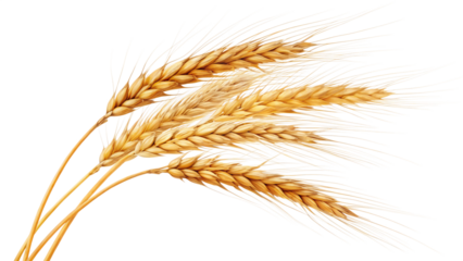 Several golden wheat stalks isolated on transparent background, representing a bountiful harvest and natural grain source