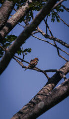 bird on a branch
