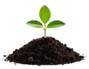 Young green plant sprouting from soil pile against a transparent background.