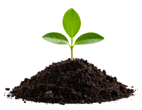 Young green plant sprouting from soil pile against a transparent background.