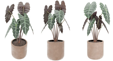 Set of three Alocasia Polly 3D renders in terracotta pots, showcasing striking dark leaves. Perfect...