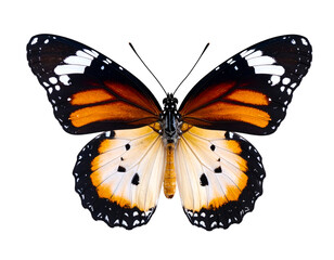 Fototapeta premium A stunning plain tiger butterfly showcases its vibrant orange and black patterned wings with elegance.
