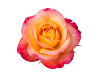 A vibrant rose bloom reveals its exquisite petals gracefully transitioning from warm yellow to rich fuchsia.