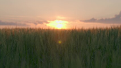 Fototapeta premium agriculture, wheat field on the farm, beautiful sunset sky in spring, summer green wheat growing on the plantation, ear of rural land, dawn for ripening rye, business farming, organic ears concept.