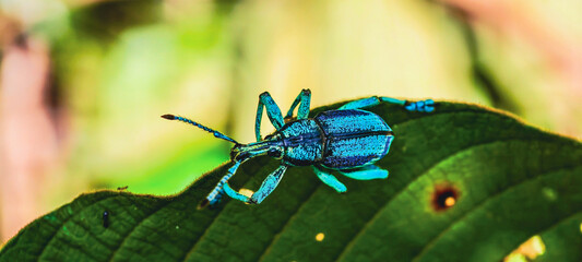 The Schoenherr Blue Beetle (Eupholus schoenherri), which belongs to the family Curculionidae (snout...