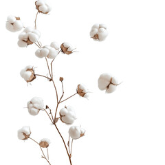 Flying cotton flowers isolated on white background, png