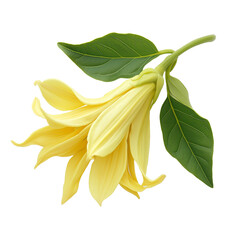 Fresh Ylang ylang flower isolated on white background, png