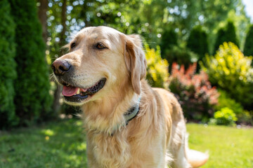 Happy golden retriever dog standing on green lawn on a sunny day, enjoying outdoors and companionship, pet lifestyle