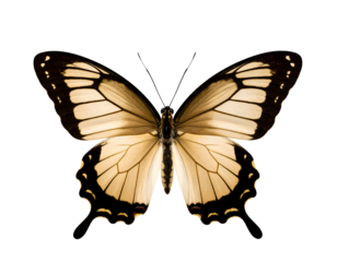 An exquisite butterfly with outstretched wings reveals its delicate golden and black markings.