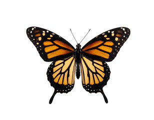 Naklejka premium A majestic Monarch butterfly showcases its stunning orange and black wing patterns with delicate precision.