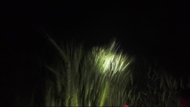 cycling in nature in wild places, bike-packing. Driving through the field at night