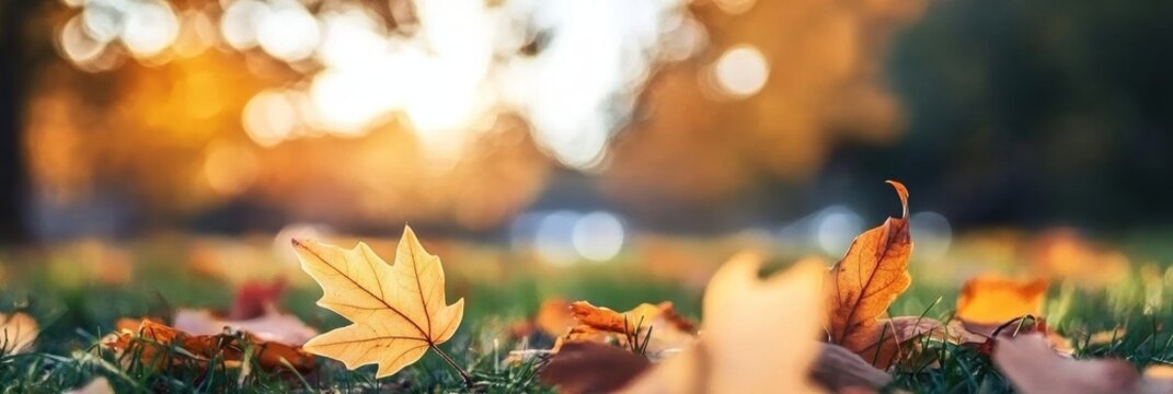 A Scenic Autumn Landscape with Vibrant Golden Trees and Colorful Leaves on the Ground Under Sunshine