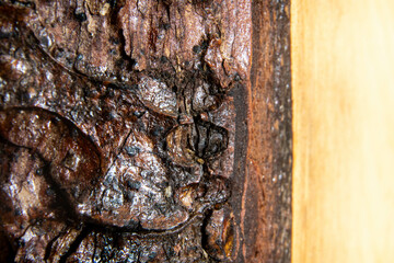 Close-up of textured brown pine bark with visible insect hidden in cracks under sunlight, macro forest detail texture for nature or camouflage background