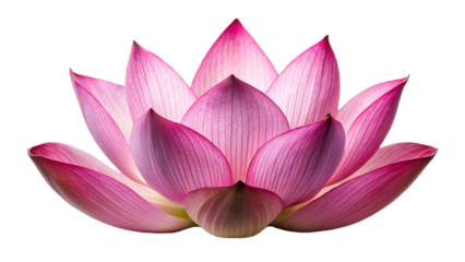 closeup on lotus petals on  isolated on white background PNG,AI GENERATED