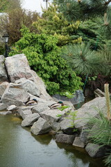 Ducks resting on rocks near a pond