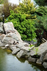 Ducks resting on rocks near a pond