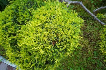 Ornamental plant bonsai juniper in the park