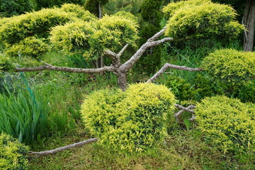 Ornamental plant bonsai juniper in the park